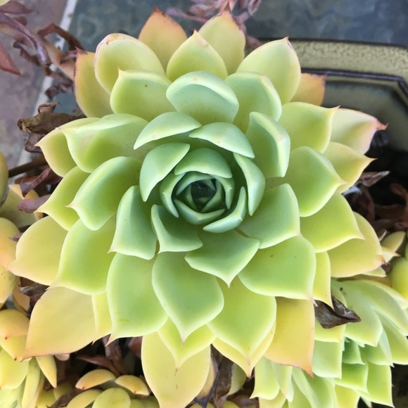 Meet your Posher, Rachel - Picture 1 of 1